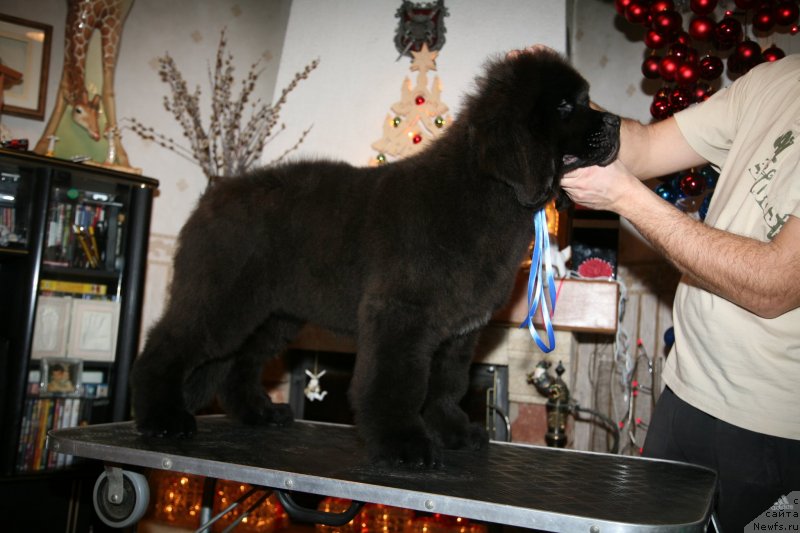 Фото: ньюфаундленд Gladiator Moon Bear