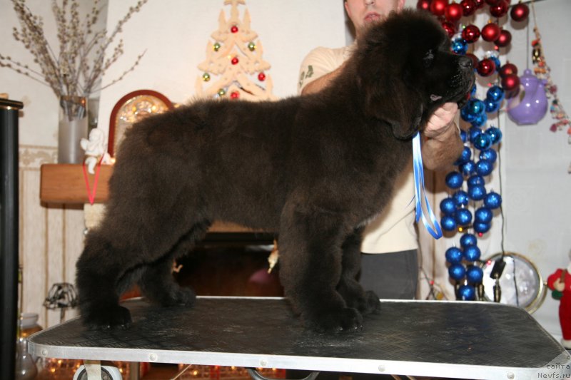 Фото: ньюфаундленд Gladiator Moon Bear