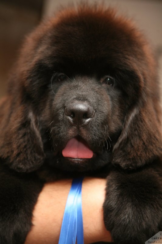 Фото: ньюфаундленд Gladiator Moon Bear