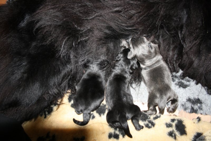 Фото: ньюфаундленд Blek Genius Brilliant (Блек Гениус Бриллиант), ньюфаундленд Brigantina Glori Okean (Бригантина Глори Океан), ньюфаундленд Badiya Braydi Bev (Бадия Брайди Бев)