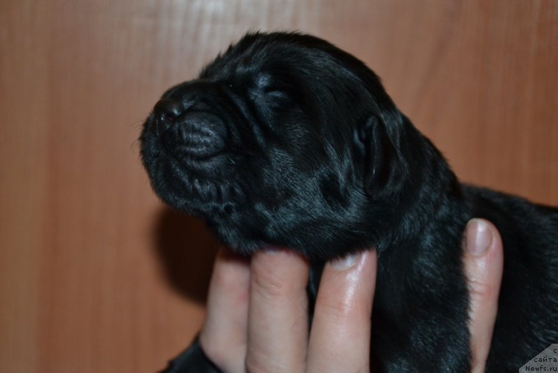 Фото: ньюфаундленд Blek Genius Brilliant (Блек Гениус Бриллиант)