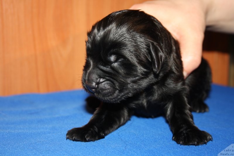 Фото: ньюфаундленд Blek Genius Brilliant (Блек Гениус Бриллиант)