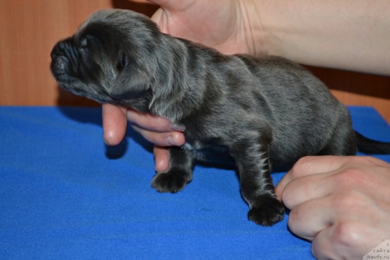 Фото: ньюфаундленд Badiya Braydi Bev (Бадия Брайди Бев)