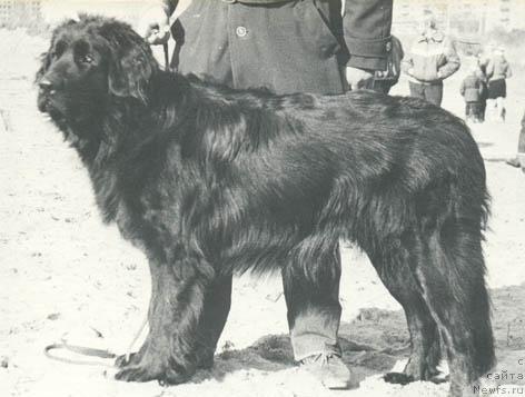 Фото: ньюфаундленд Vil'mar Gek SHer (Вильмар Гек Шер)