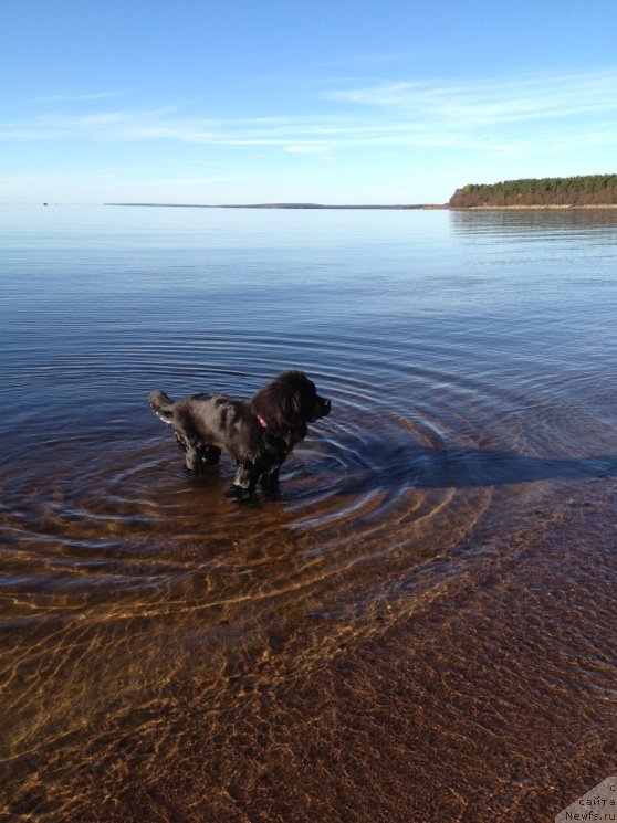 Фото: ньюфаундленд Belkonder-Klab Kassiopeya (Белкондер-Клаб Кассиопея)
