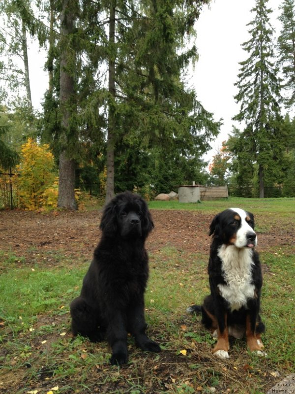 Фото: ньюфаундленд Belkonder-Klab Kassiopeya (Белкондер-Клаб Кассиопея), Глория