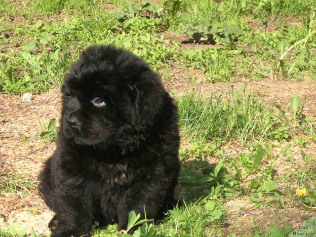 Фото: ньюфаундленд Super Premium Vashington (Супер Премиум Вашингтон)