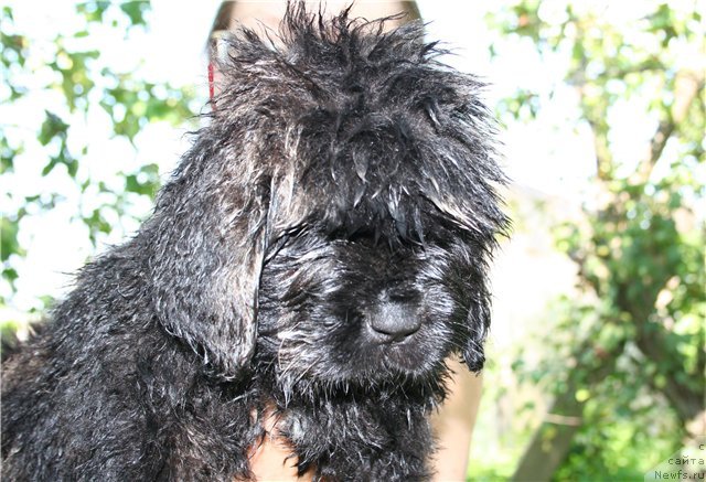 Фото: ньюфаундленд YUvelirika Magiya Roskoshi (Ювелирика Магия Роскоши)