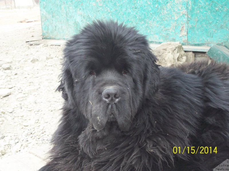 Фото: ньюфаундленд Super Premium Mikado (Супер Премиум Микадо)