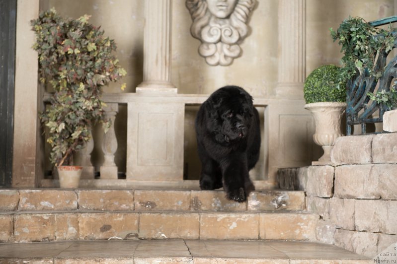 Фото: ньюфаундленд Pchiolkin Dom Veniamin (Пчёлкин Дом Вениамин)