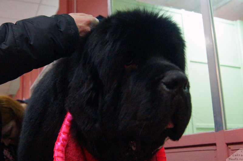 Фото: ньюфаундленд Thickish Newfoundland Waterfall Land's Only