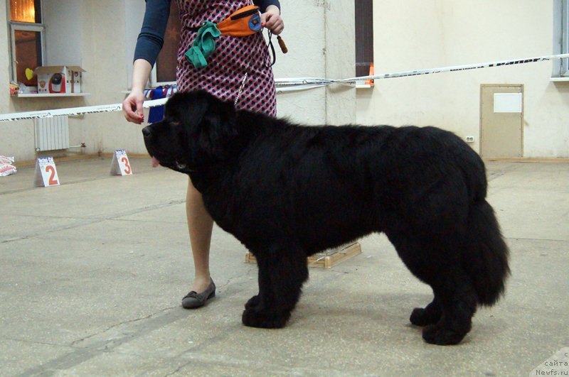 Фото: ньюфаундленд Thickish Newfoundland Waterfall Land's Only