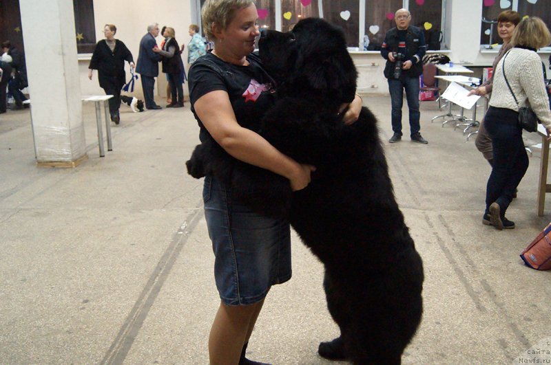 Фото: ньюфаундленд Thickish Newfoundland Waterfall Land's Only, Svetlana Artyomova (Светлана Артёмова)