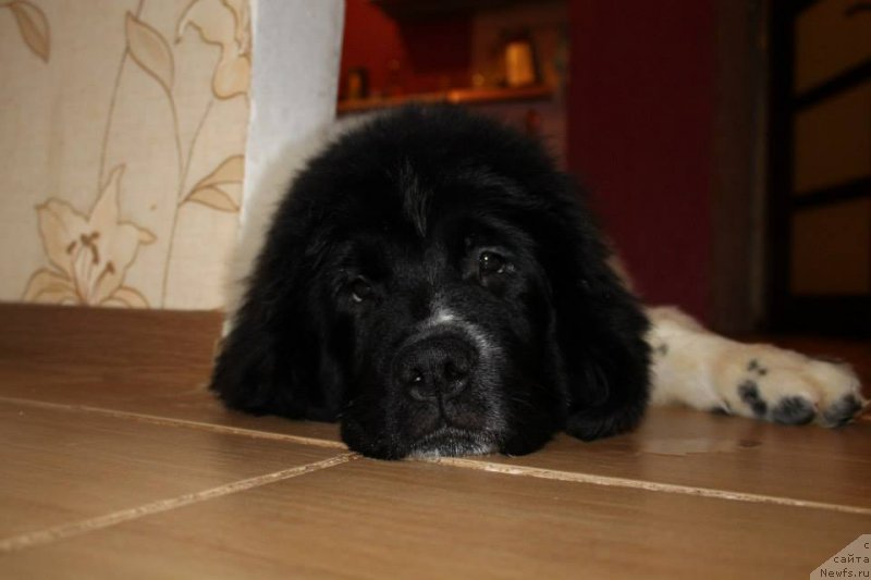 Фото: ньюфаундленд Flyufi Avalanch Panaceya (Флюфи Аваланч Панацея)