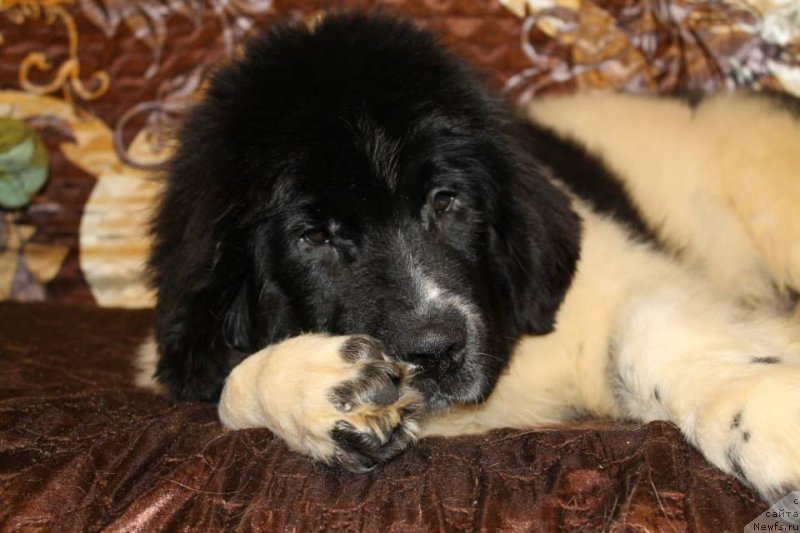 Фото: ньюфаундленд Flyufi Avalanch Panaceya (Флюфи Аваланч Панацея)