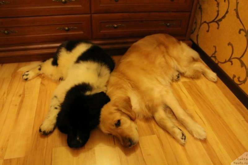 Фото: ньюфаундленд Flyufi Avalanch Panaceya (Флюфи Аваланч Панацея)