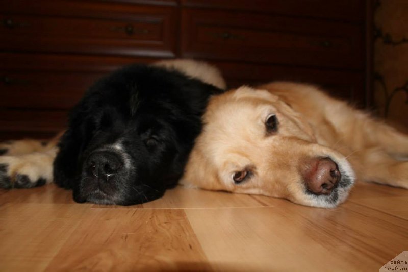 Фото: ньюфаундленд Flyufi Avalanch Panaceya (Флюфи Аваланч Панацея)