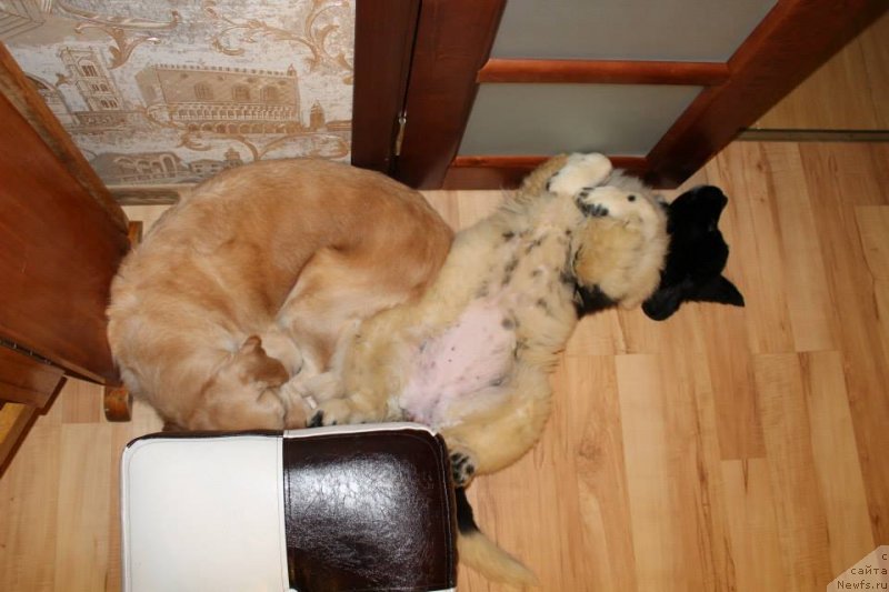 Фото: ньюфаундленд Flyufi Avalanch Panaceya (Флюфи Аваланч Панацея)