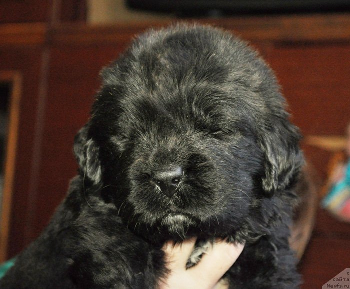 Фото: Миндалька