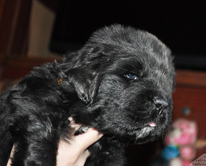 Фото: Миндалька