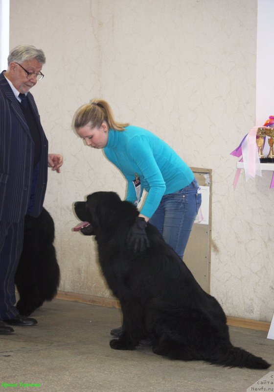 Фото: ньюфаундленд CHarl'z Balu Blek Biar (Чарльз Балу Блек Биар)