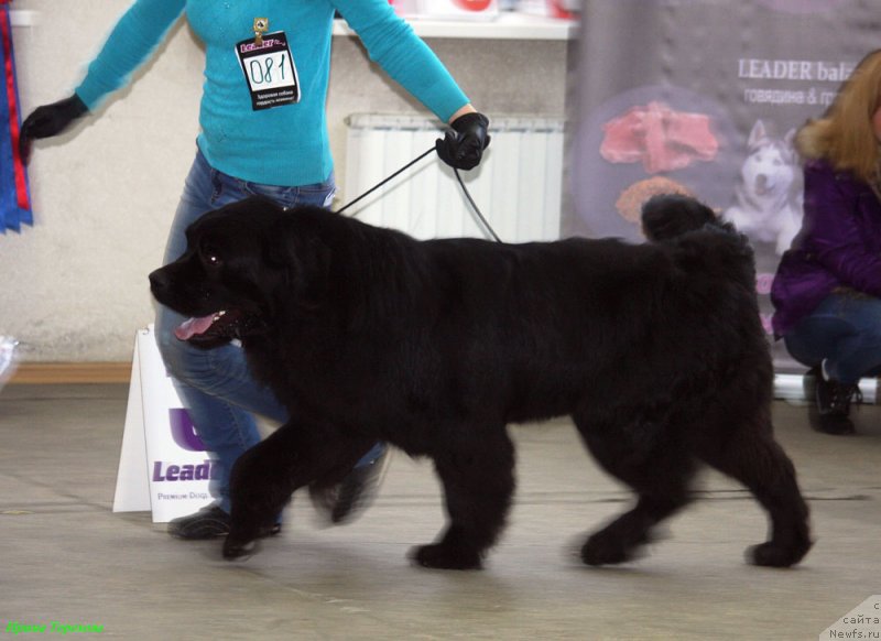 Фото: ньюфаундленд CHarl'z Balu Blek Biar (Чарльз Балу Блек Биар)