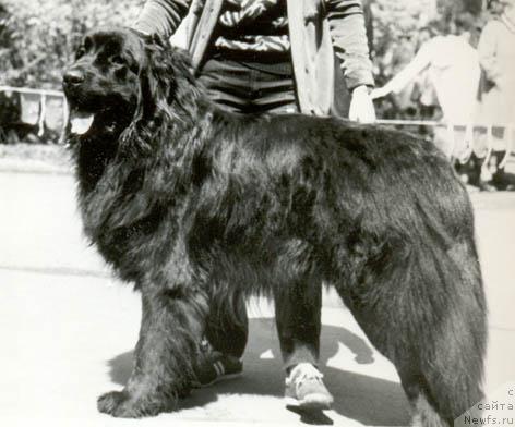 Фото: ньюфаундленд Vikont Gek SHer (Виконт Гек Шер)