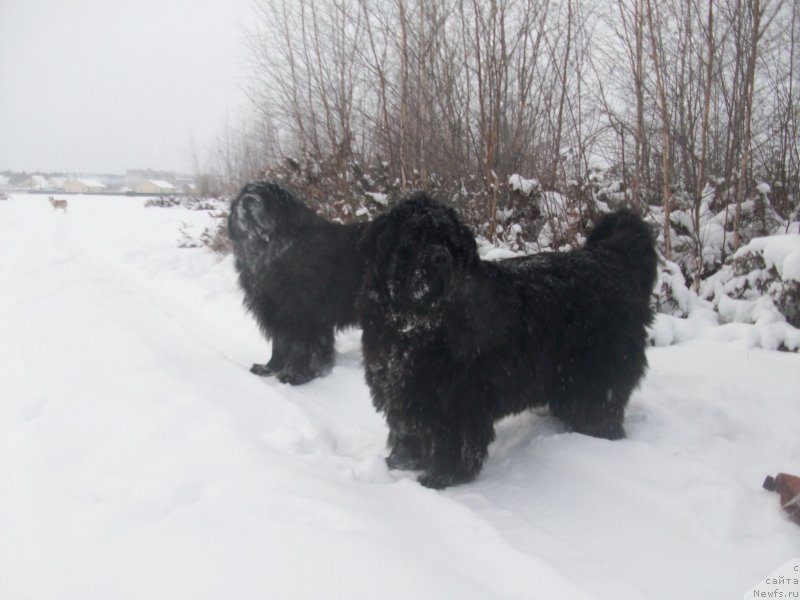 Фото: ньюфаундленд Karat iz Medvejyego Yara (Карат из Медвежьего Яра), ньюфаундленд Yarada iz Sibirskoy Glubinki (Ярада из Сибирской Глубинки)