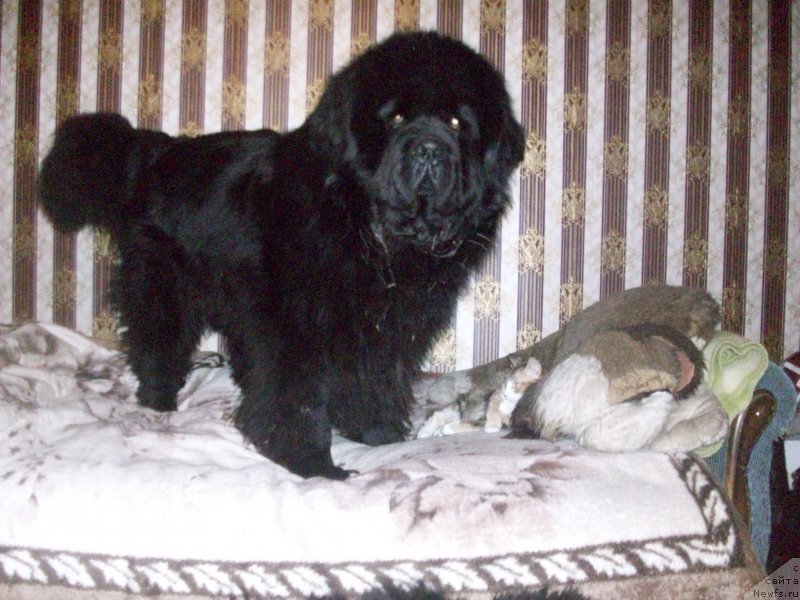 Фото: ньюфаундленд Karat iz Medvejyego Yara (Карат из Медвежьего Яра)