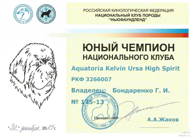 Фото: ньюфаундленд Aquatoria Kelvin Ursa High Spirit (Акватория Келвин Урса Хай Спирит)