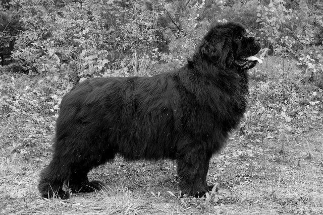 Фото: ньюфаундленд Tiffani Gold (Тиффани Голд)