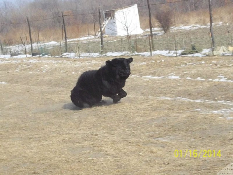 Фото: ньюфаундленд Super Premium Liniel Daylirring (Супер Премиум Линиэль Дайлиррин)