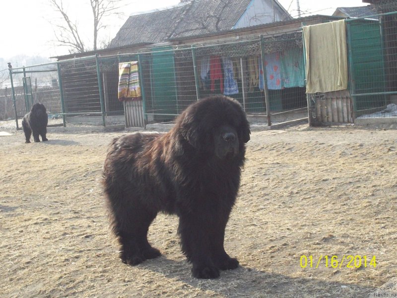 Фото: ньюфаундленд Viski Red Label Veps (Виски Ред Лейбл Вепс)