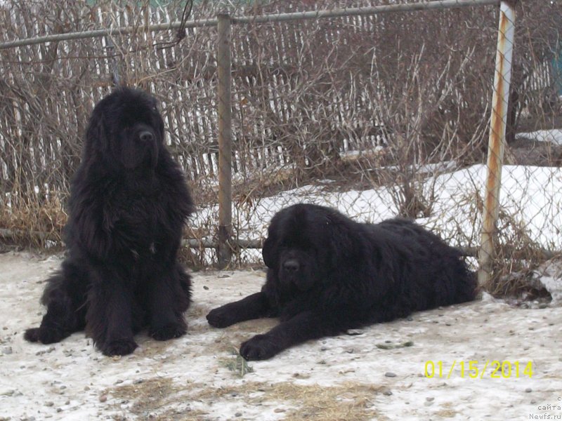 Фото: ньюфаундленд Super Premium Mikado (Супер Премиум Микадо), ньюфаундленд Vito Kacho Ferl (Вито Качо Ферл)