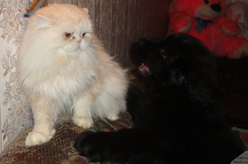 Фото: ньюфаундленд Valmond Pobeditel (Валмонд Победитель)