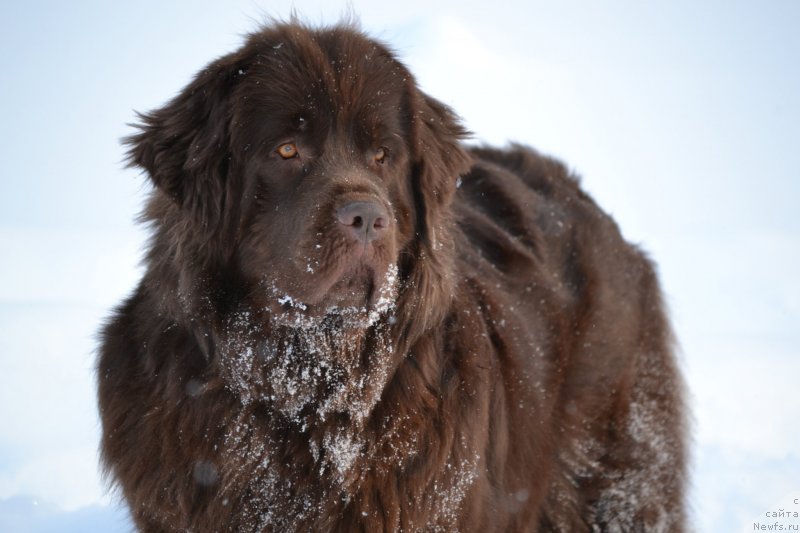 Фото: ньюфаундленд Bagryanaya Osen' iz Arkaima (Багряная Осень из Аркаима)