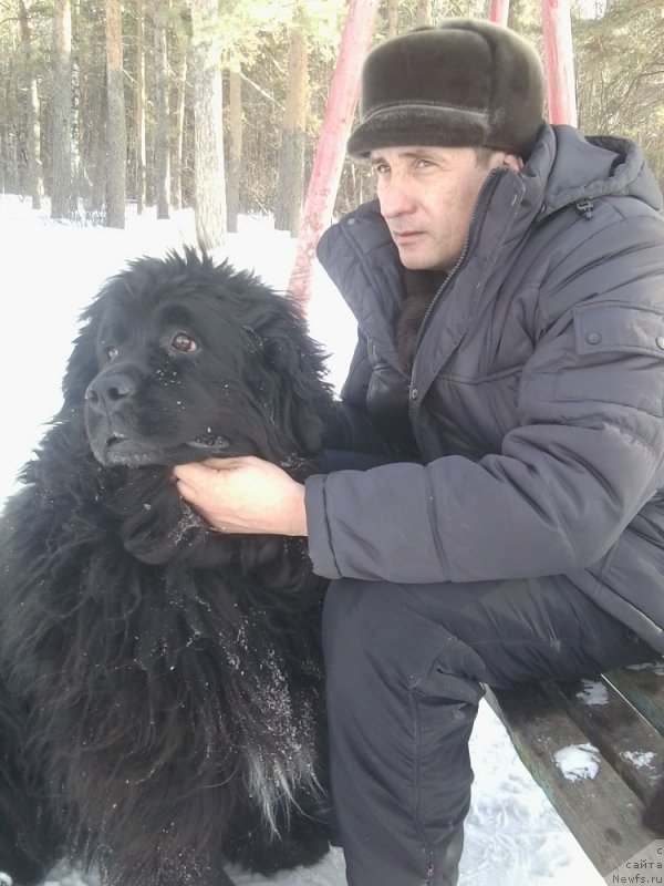Фото: ньюфаундленд Mag Ispolin Jermona (Маг Исполин Жермона), Аркадий Георгиевич