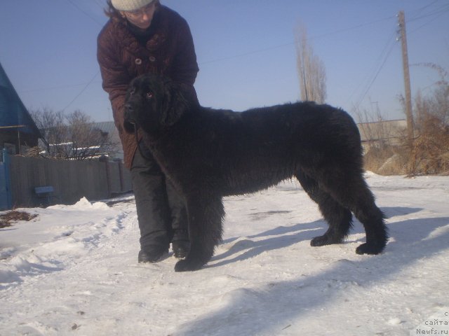 Фото: ньюфаундленд Gem Of YUnivers (Гем Оф Юниверс), ньюфаундленд Gem Of YUnivers (Гем Оф Юниверс)