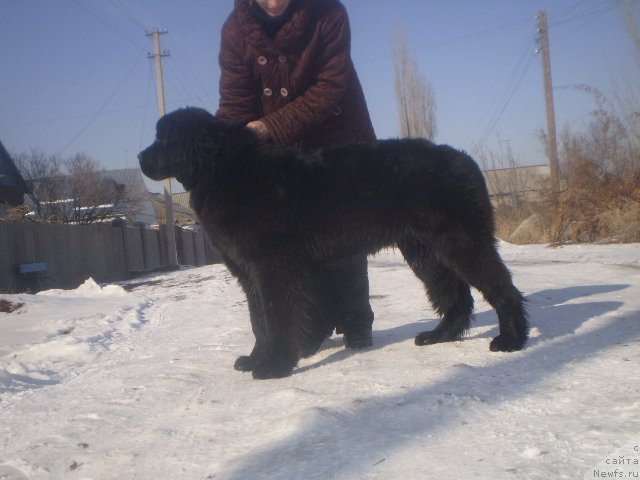 Фото: ньюфаундленд Gem Of YUnivers (Гем Оф Юниверс)