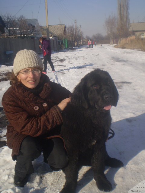 Фото: ньюфаундленд Gem Of YUnivers (Гем Оф Юниверс)