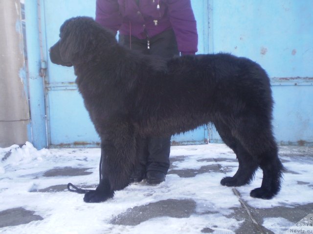 Фото: ньюфаундленд Gem Of YUnivers (Гем Оф Юниверс)