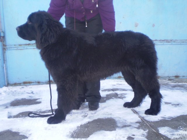 Фото: ньюфаундленд Gem Of YUnivers (Гем Оф Юниверс)