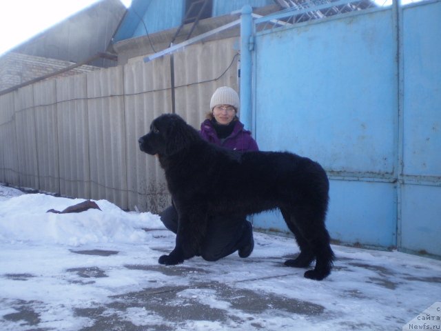 Фото: ньюфаундленд Gem Of YUnivers (Гем Оф Юниверс)