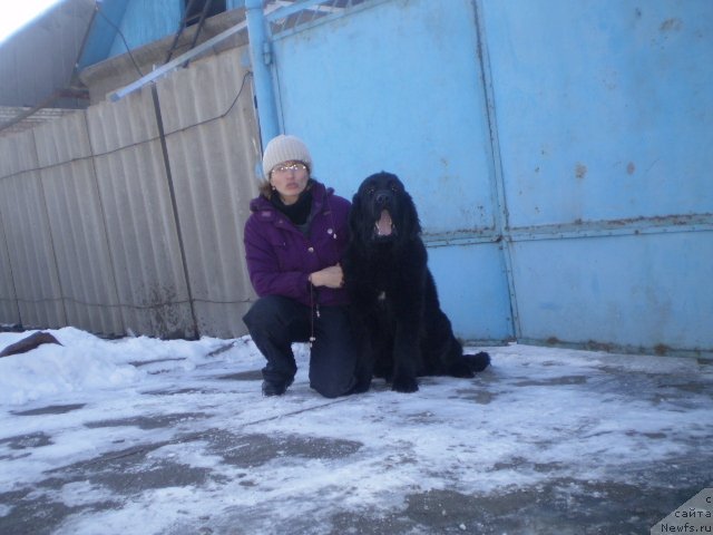 Фото: ньюфаундленд Gem Of YUnivers (Гем Оф Юниверс)