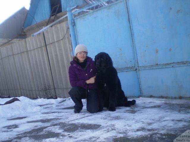 Фото: ньюфаундленд Gem Of YUnivers (Гем Оф Юниверс)