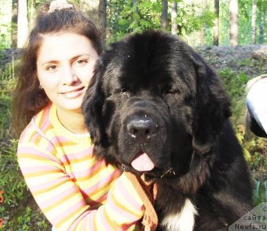 Фото: ньюфаундленд Sent Djons Esenin (Сент Джонс Есенин)