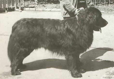 Фото: ньюфаундленд Vikont Gek SHer (Виконт Гек Шер)