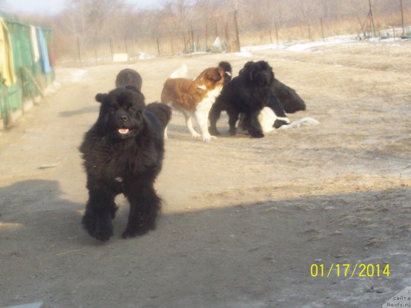 Фото: ньюфаундленд Super Premium Mikado (Супер Премиум Микадо)