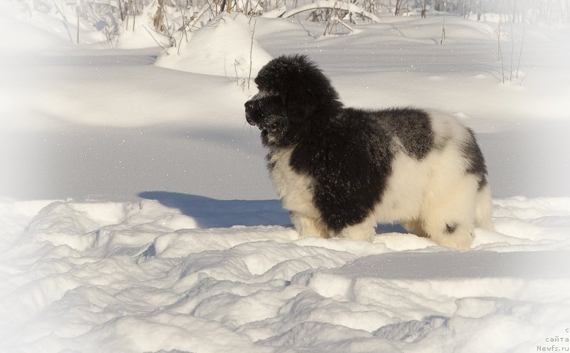 Фото: ньюфаундленд Plushevaya Panda Eau Belle Alyona (Плюшевая Панда Эау Белле Алыона)