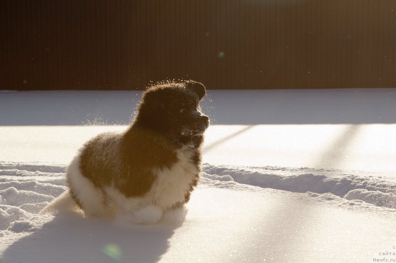 Фото: ньюфаундленд Plushevaya Panda Eau Belle Alyona (Плюшевая Панда Эау Белле Алыона)